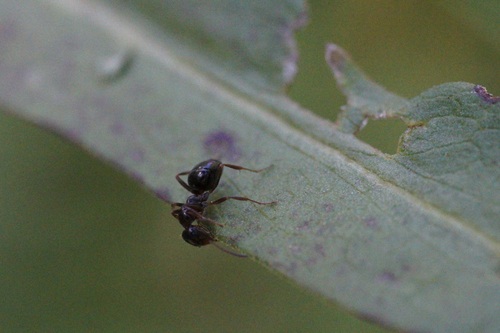iNaturalist observation photo of Ants