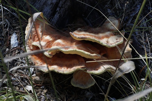 iNaturalist observation photo of Laetiporus