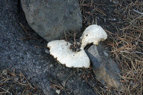 iNaturalist observation photo of Neolentinus