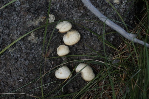 iNaturalist observation photo of Cryptoporus