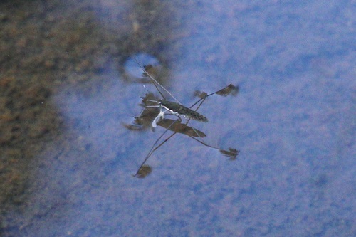 iNaturalist observation photo of North American Common Water Strider