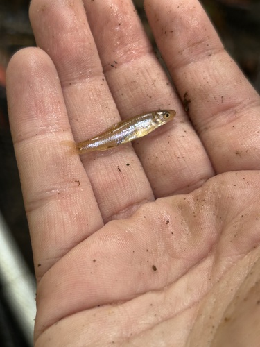 Orangefin Shiner
