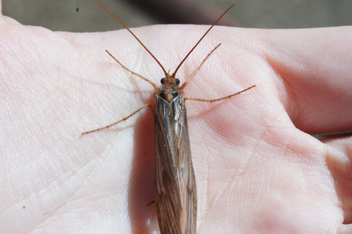 iNaturalist observation photo of Northern Caddisflies