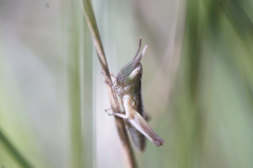 iNaturalist observation photo of Short-horned Grasshoppers