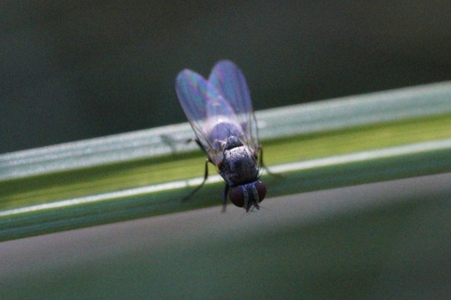 iNaturalist observation photo of Leucopis
