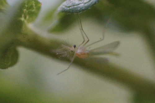 iNaturalist observation photo of Pseudochironomus