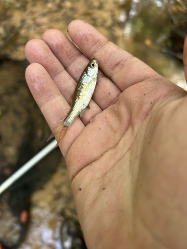 Striped Shiner