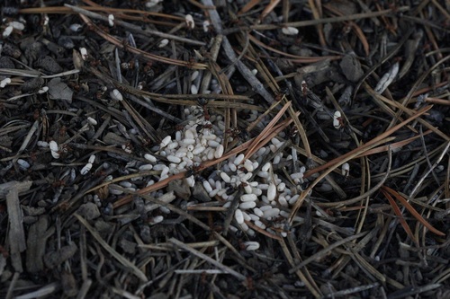 iNaturalist observation photo of Formicine Ants