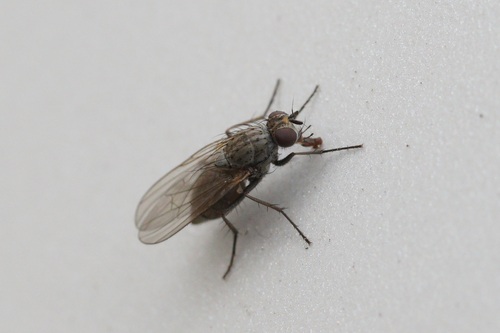 iNaturalist observation photo of Muscoid Flies