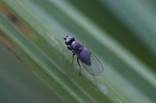 iNaturalist observation photo of Desmometopa