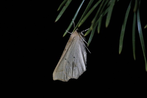 iNaturalist observation photo of Slant-Lines