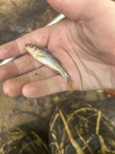 Dixie Chub