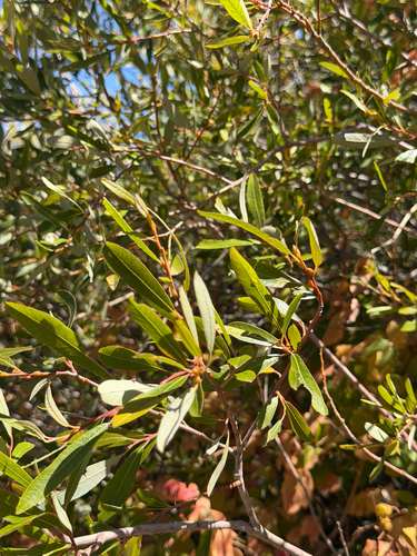 Salix lasiolepis, photograph 5
