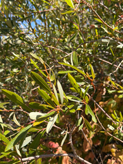 Salix lasiolepis, photograph (c) klicklo, some rights reserved (CC BY)