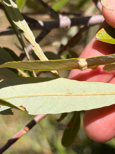 Salix lasiolepis, photograph 6