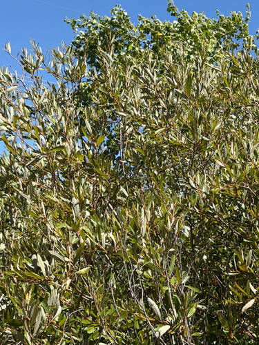 Salix lasiolepis, photograph 4