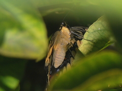 Heraclides thoas