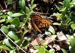 Boloria freija