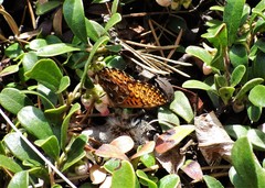 Boloria freija