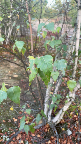 gray birch