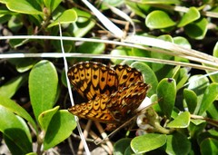 Boloria freija