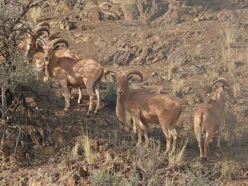 Aoudad