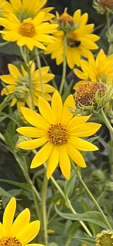 giant sunflower
