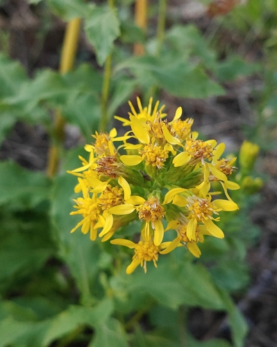 European goldenrod