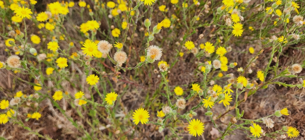 Bradburia pilosa; photograph author not stated, no rights reserved