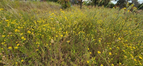 Bradburia pilosa, photograph 2
