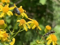 Acmaeodera ornata