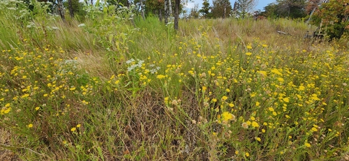 Bradburia pilosa, photograph 3