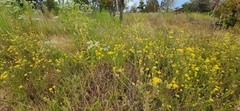 author not stated, no rights reserved Bradburia pilosa, photograph author not stated, no rights reserved