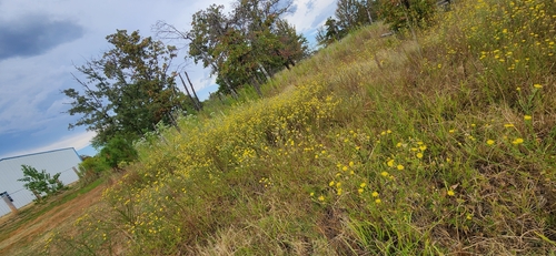 Bradburia pilosa, photograph 4