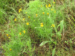 Helenium amarum amarum