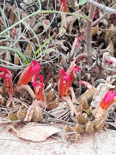 Leptosema chambersii, 2026-09-11