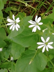 Stellaria nemorum