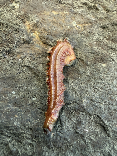 Alitta succinea observed 2026-09-12