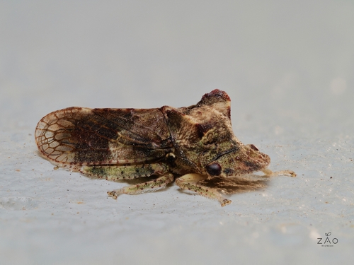 Horned Leafhopper