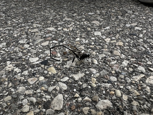 American Pelecinid Wasp