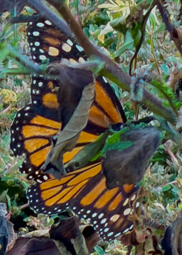 Monarch