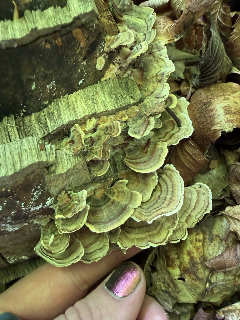 turkey-tail · September 2026 · photo: Photo: (c) Tanner Barnharst, some rights reserved (CC BY) · iNaturalist