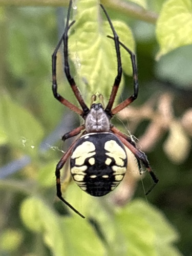 Yellow Garden Spider