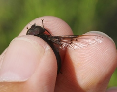Copestylum violaceum