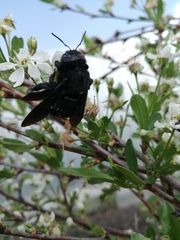 Xylocopa