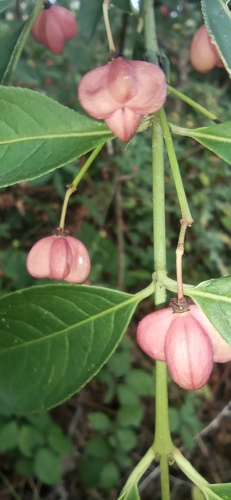 Spindle