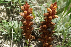Orobanche colorata