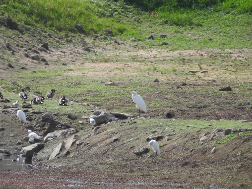 Great Egret