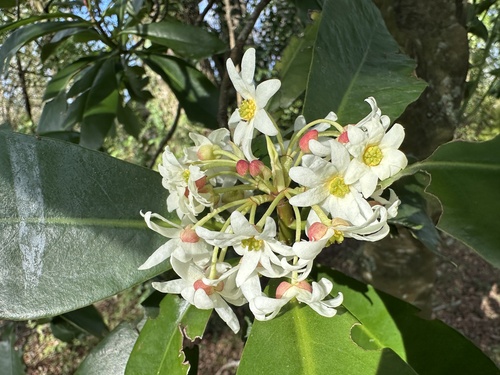 Drimys winteri, photograph 1