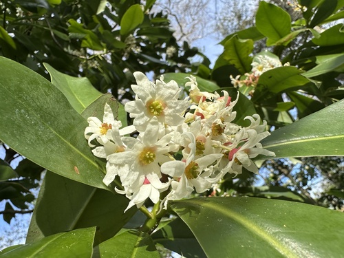 Drimys winteri, photograph 2